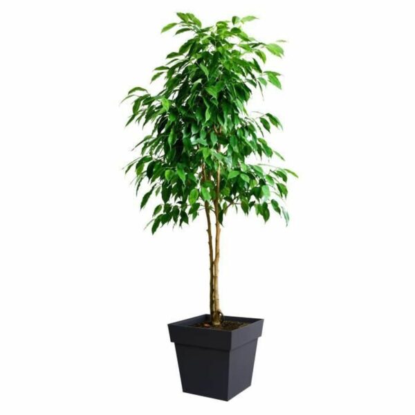 Blumentopf EDA Grau Polypropylen Kunststoff 39 cm 39 x 39 x 39 cm – Bild 3