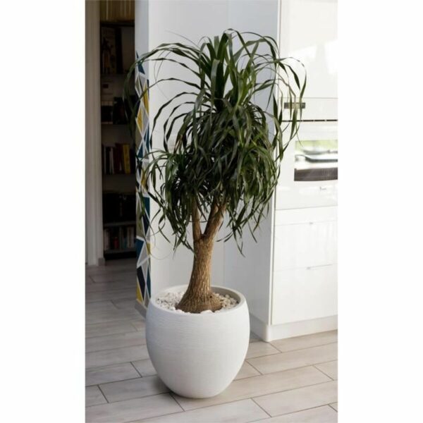 Blumentopf EDA Graphit rund Weiß Ø 50 cm – Bild 2
