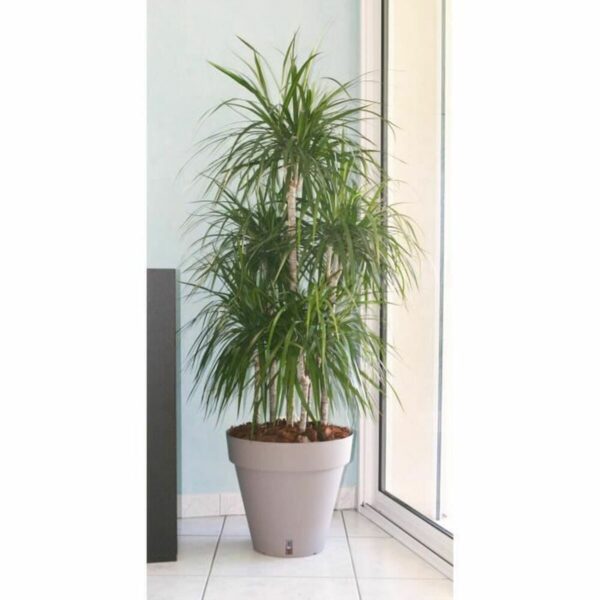 Blumentopf Riviera Braun Taupe Polypropylen Kunststoff rund Bold Ø 50 cm – Bild 2