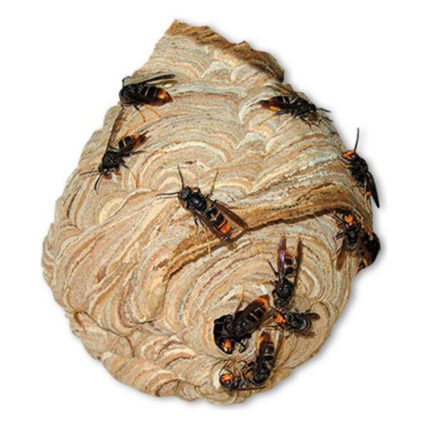 Insektizid Massó Wespen 750 ml – Bild 4