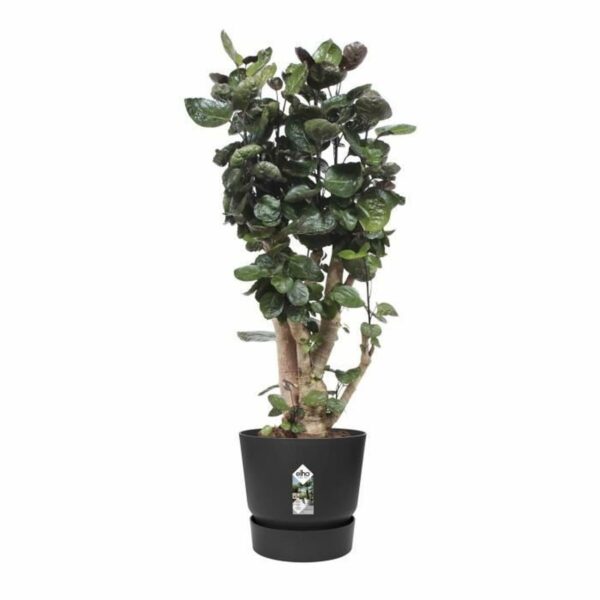 Blumentopf Elho Schwarz Kunststoff rund Moderne Ø 47 cm – Bild 5