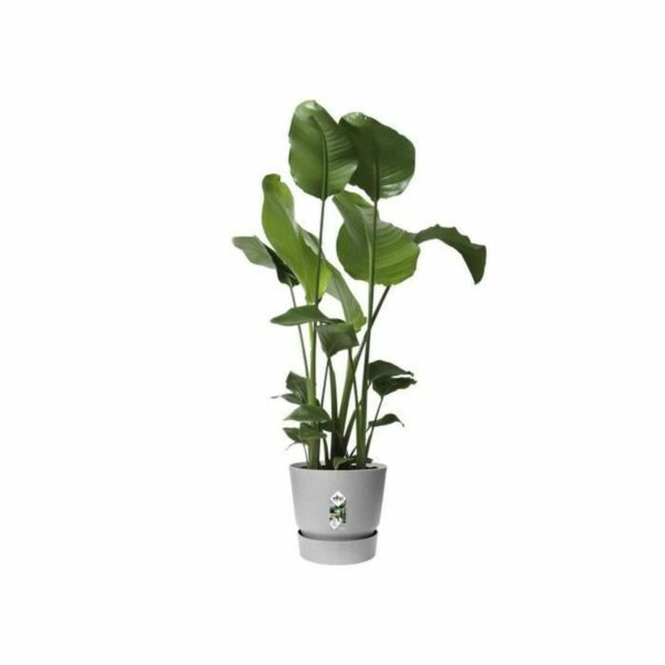 Blumentopf Elho Greenville Ø 24,48 cm Kunststoff – Bild 4