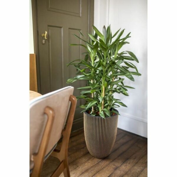 Blumentopf Capi Europe Gold Kunststoff rund Ø 27 cm – Bild 2