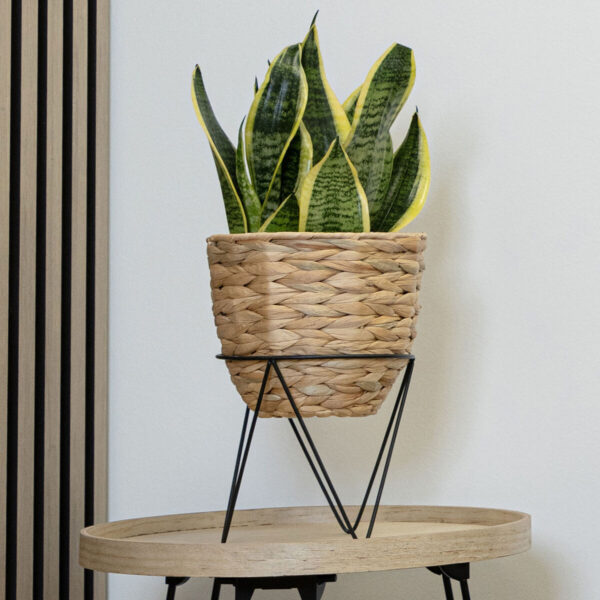 Blumentopf mit Ständer Vinthera Moa Beige Metall Wasserhyazinthe 20 x 30 cm 25 x 40 cm 2 Stücke – Bild 5
