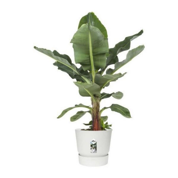 Blumentopf mit Teller Elho Greenville Ø 39 x 36,8 cm rund Weiß Kunststoff – Bild 3